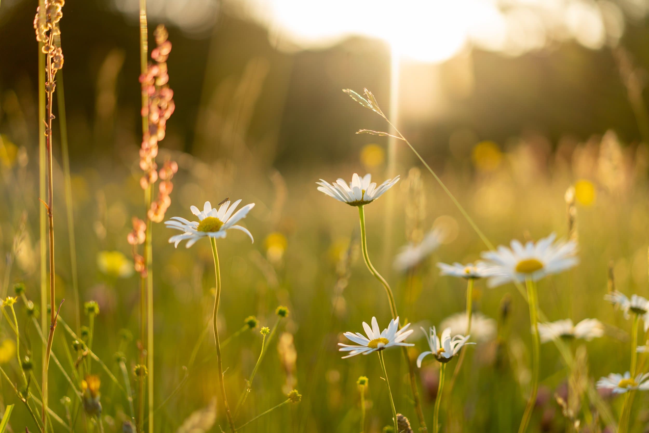 Oxeye daisies and meadow grasses backlit by a low golden sun.