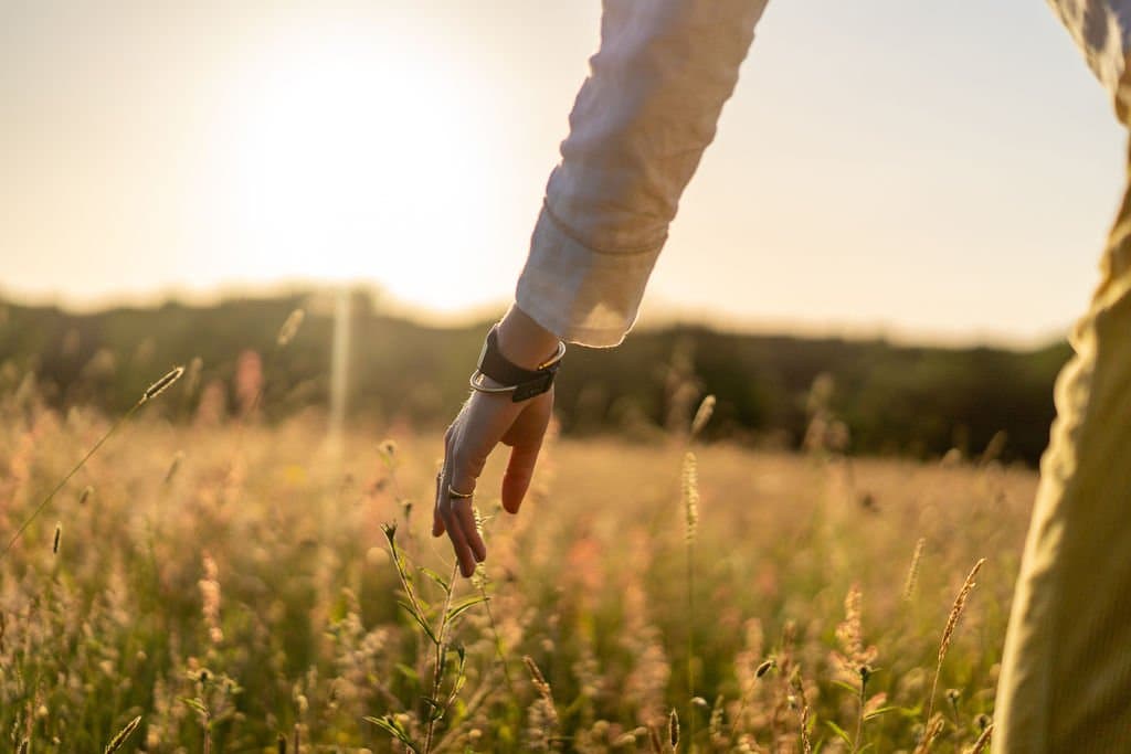 A hand brushing through tall meadow grasses at golden hour while walking a field.